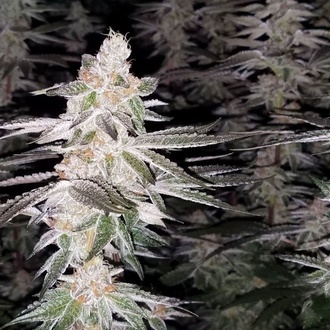 Kingston Punch (Dutch Passion) feminizovaná