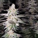 Kingston Punch (Dutch Passion) feminizovaná