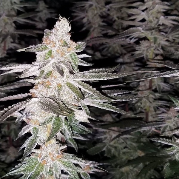 Kingston Punch (Dutch Passion) feminizovaná