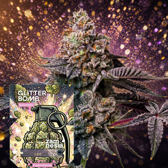 Glitter Bomb Samonakv&eacute;tac&iacute; (Zamnesia Seeds) feminizovan&aacute;