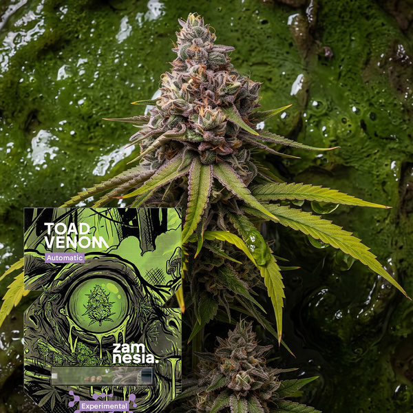 Toad Venom Autoflower (Zamnesia Seeds) Feminizovaná