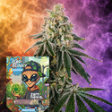 Cap Junky Samonakvétací (Zamnesia Seeds) Feminizovaná