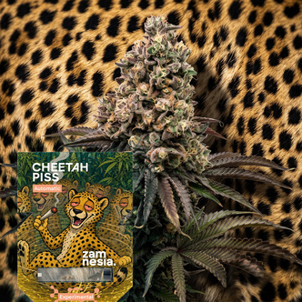 Cheetah Piss Samonakv&eacute;tac&iacute; (Zamnesia Seeds) Feminizovan&aacute;