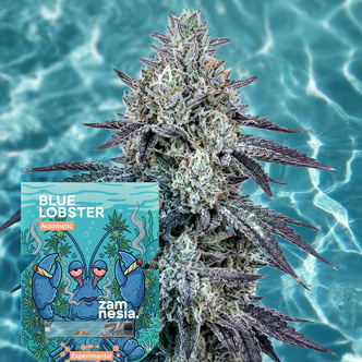 Blue Lobster Samonakv&eacute;tac&iacute; (Zamnesia Seeds) feminizovan&aacute;