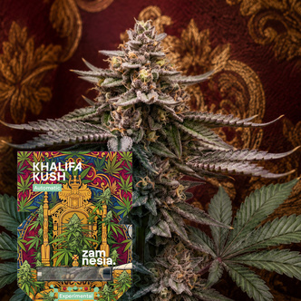 Khalifa Kush Samonakv&eacute;tac&iacute; (Zamnesia Seeds) feminizovan&aacute;