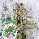 Zoap Samonakvétací (Zamnesia Seeds) Feminizovaná
