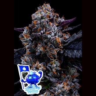 Zdarma Free Blueberry Nation (Anesia Seeds) &ndash; feminizovan&aacute;