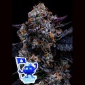 Zdarma Free Blueberry Nation (Anesia Seeds) – feminizovaná