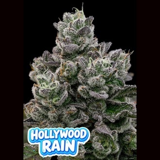 Hollywood Rain (Anesia Seeds) Feminizovan&aacute;