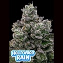 Hollywood Rain (Anesia Seeds) Feminizovaná
