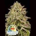 Iced Lemon Watermelon (Anesia Seeds) feminizovaná