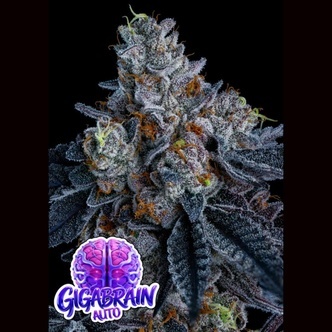 Giga Brain Auto (Anesia Seeds) feminizovan&aacute;
