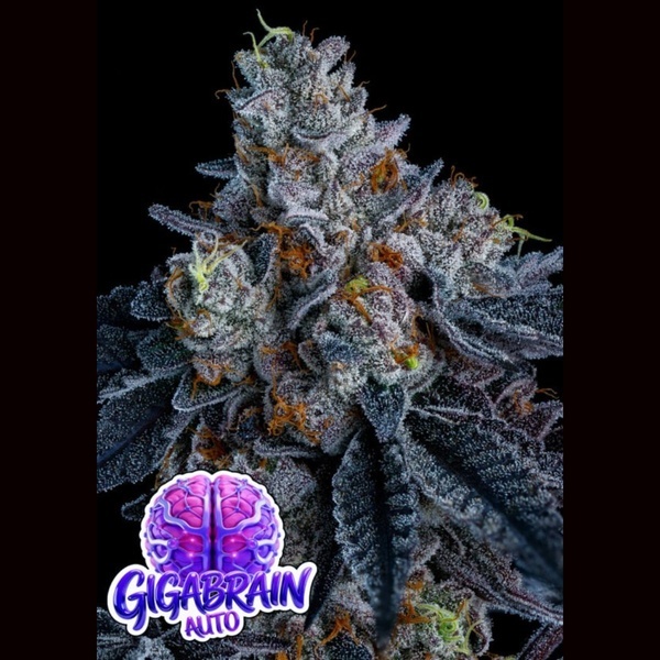 Giga Brain Auto (Anesia Seeds) – feminizovaná semena konopí