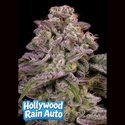 Hollywood Rain Auto (Anesia Seeds) feminizovaná