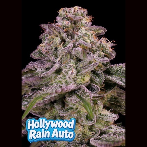 Hollywood Rain Auto (Anesia Seeds) feminizovaná
