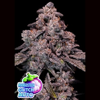 Mangosteen Glitch Auto (Anesia Seeds) feminizovan&aacute;