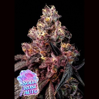 Soda Rose Auto (Anesia Seeds) Feminizovan&aacute;