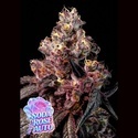 Soda Rose Auto (Anesia Seeds) Feminizovaná