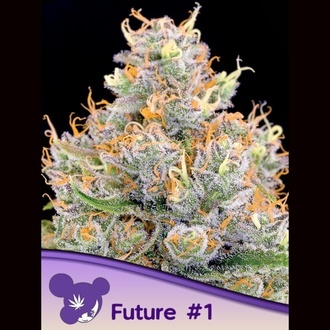 Future 1 (Anesia Seeds) feminizovan&aacute;