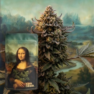 Lisa's Secret (Zamnesia Seeds) Feminizovan&aacute;