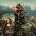 Lisa's Secret (Zamnesia Seeds) Feminizovaná