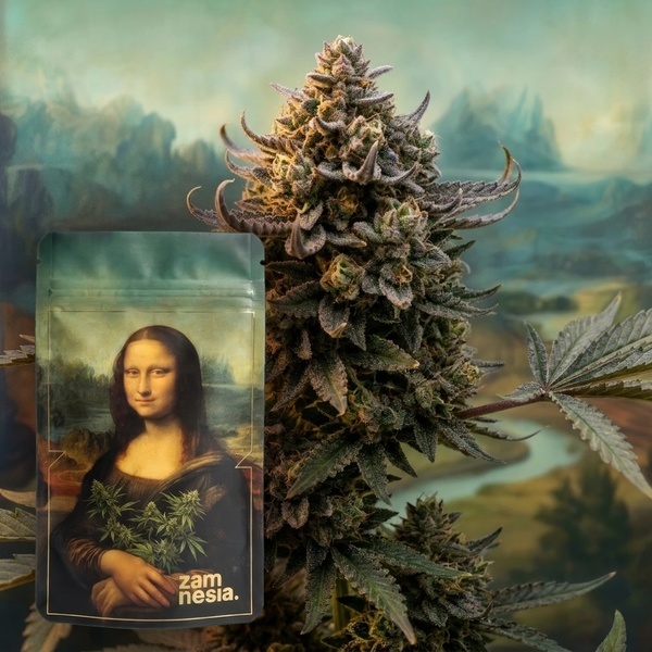 Lisa's Secret (Zamnesia Seeds) Feminizovaná