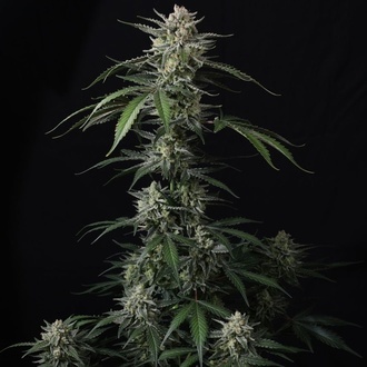 Banana Guava Auto (Fast Buds) Feminizovaná