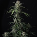 Banana Guava Auto (Fast Buds) Feminizovaná