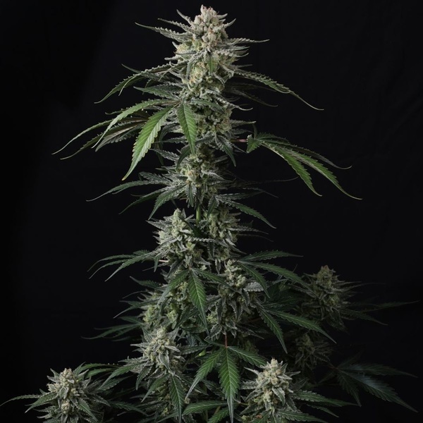 Banana Guava Auto (Fast Buds) Feminizovaná