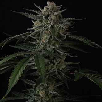 Banana Guava Auto (Fast Buds) Feminizovaná