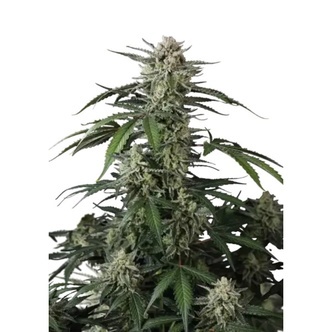 Banana Guava Auto (FastBuds) feminizovan&aacute;