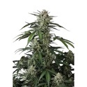 Banana Guava Auto (Fast Buds) Feminizovaná