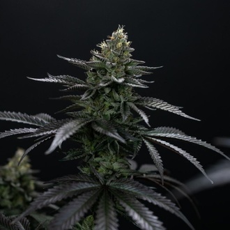 Biscotti Gelato (Fast Buds) Feminizovaná