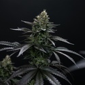 Biscotti Gelato (Fast Buds) Feminizovaná