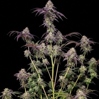 Biscotti Gelato (Fast Buds) Feminizovaná