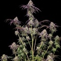 Biscotti Gelato (Fast Buds) Feminizovaná