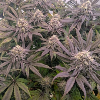 Biscotti Gelato (Fast Buds) Feminizovaná