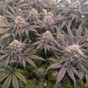 Biscotti Gelato (Fast Buds) Feminizovaná