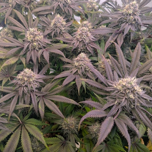 Biscotti Gelato (Fast Buds) Feminizovaná