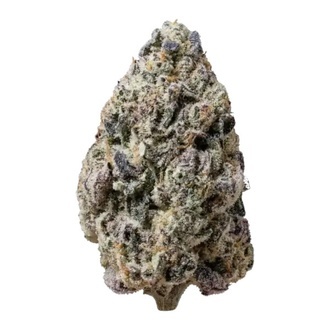 Biscotti Gelato (Fast Buds) Feminizovan&aacute;