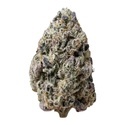 Biscotti Gelato (Fast Buds) Feminizovaná