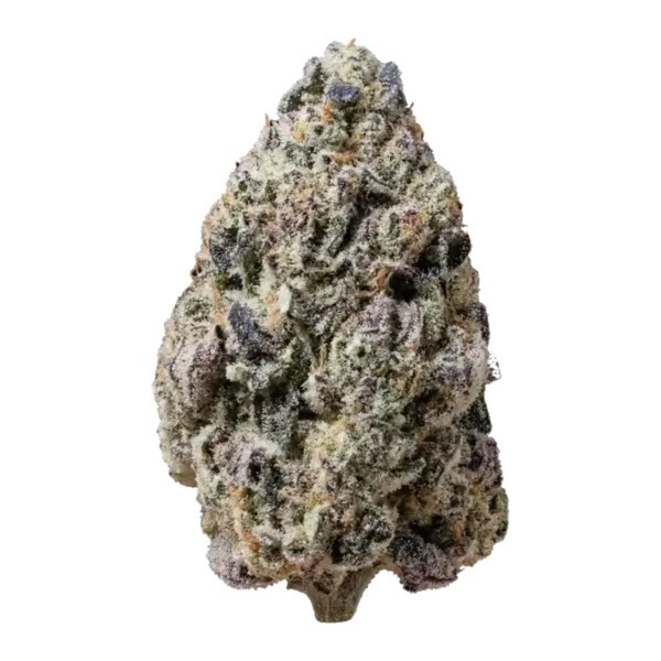 Biscotti Gelato (Fast Buds) Feminizovaná