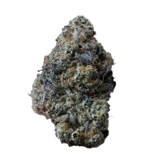 Gary Sherbet (FastBuds) feminizovan&aacute;