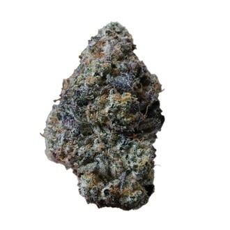 Gary Sherbet (Fast Buds) Feminizovan&aacute;