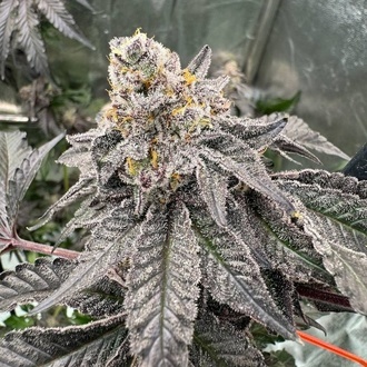 Gary Sherbet (Fast Buds) Feminizovaná