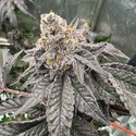 Gary Sherbet (Fast Buds) Feminizovaná