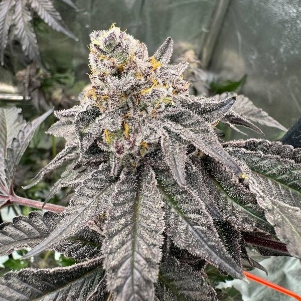 Gary Sherbet (Fast Buds) Feminizovaná