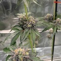 Gary Sherbet (Fast Buds) Feminizovaná