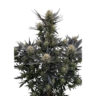 Guava Auto RF3 (FastBuds) feminizovan&aacute;