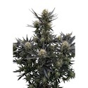 Guava Auto RF3 (Fast Buds) Feminizovaná